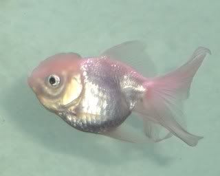 white oranda goldfish