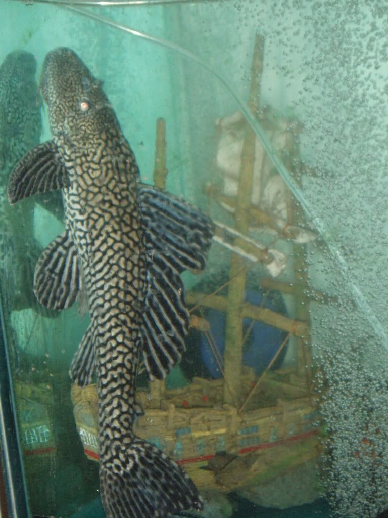 Large Common Pleco