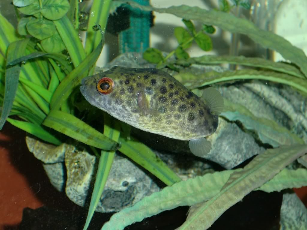 target puffer species