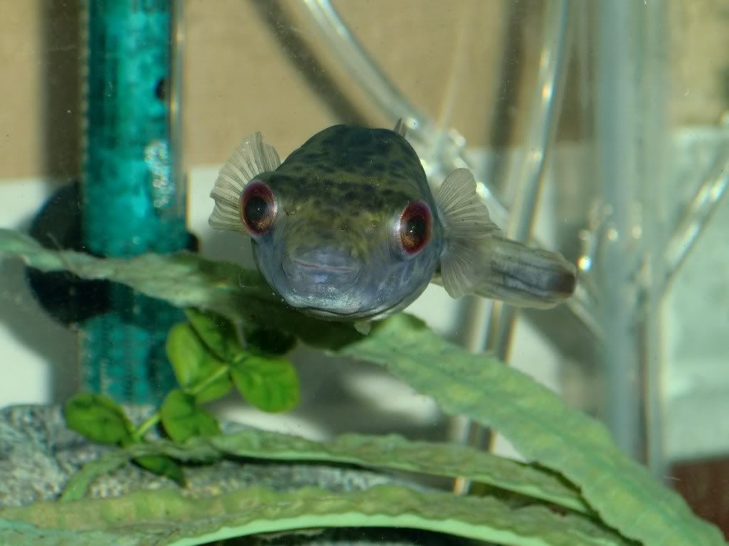 target puffer fish