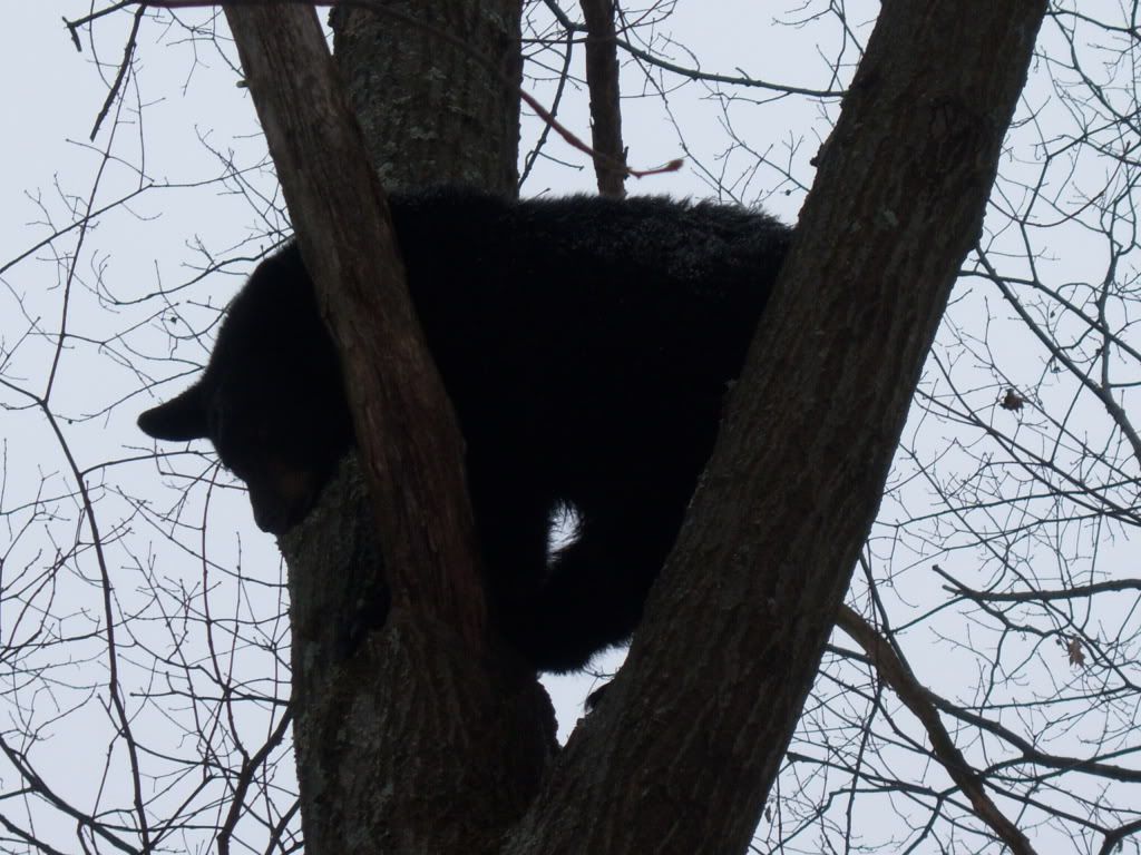 UKC Forums WV Bear Season Grant County/Mt. Storm Area