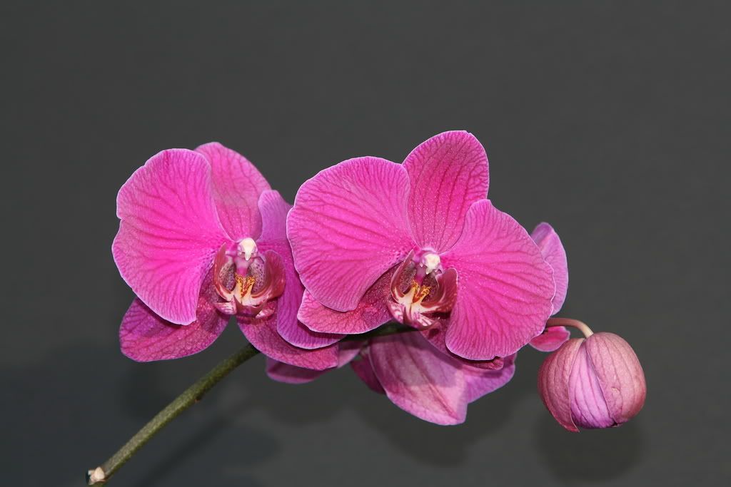 orchid2.jpg