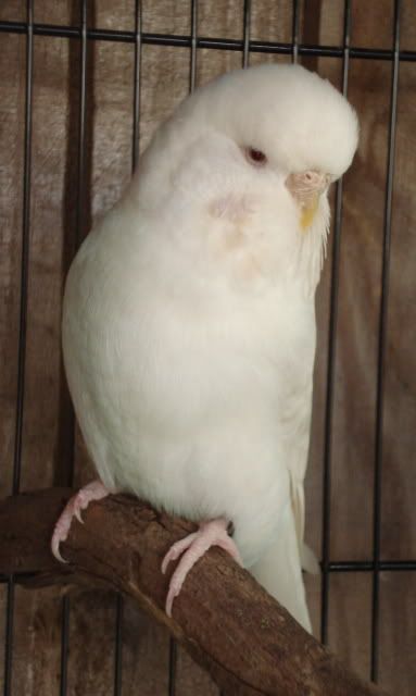 2008-1126-c.jpg