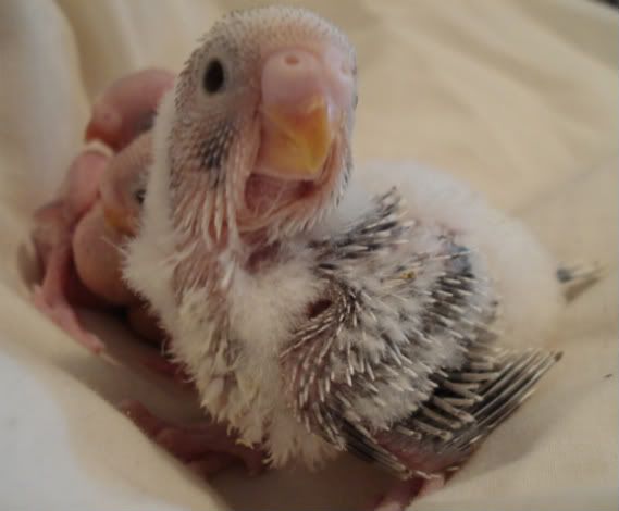 babies01.jpg