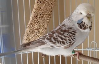 budgie-misty02.jpg