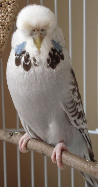 budgie-misty03.jpg
