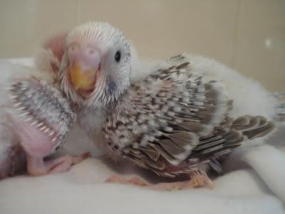 chick01-04.jpg