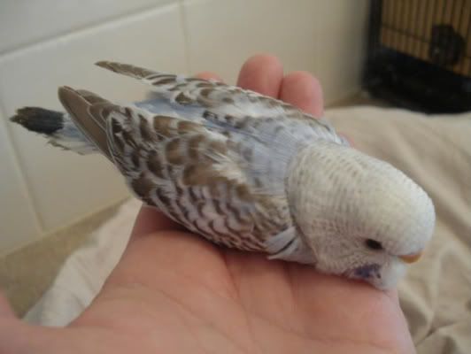 chick01-06.jpg