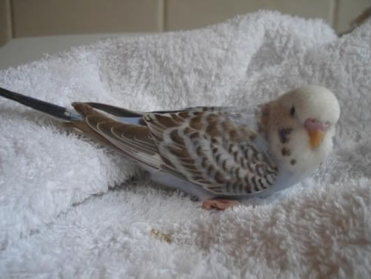 chick01-07.jpg