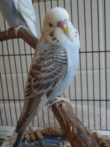 chick01-08.jpg