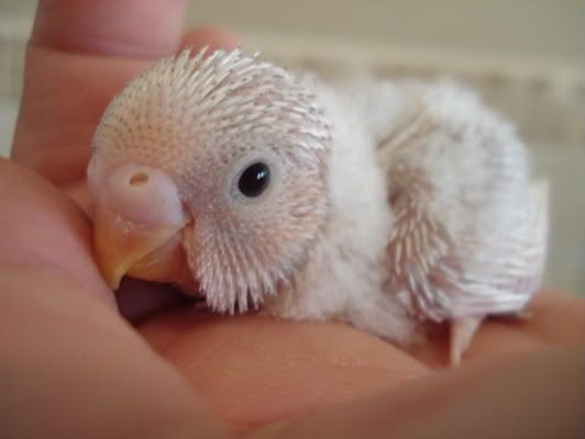 chick02-01.jpg