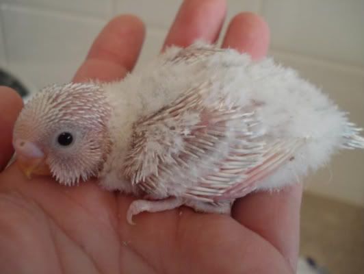 chick02-02.jpg