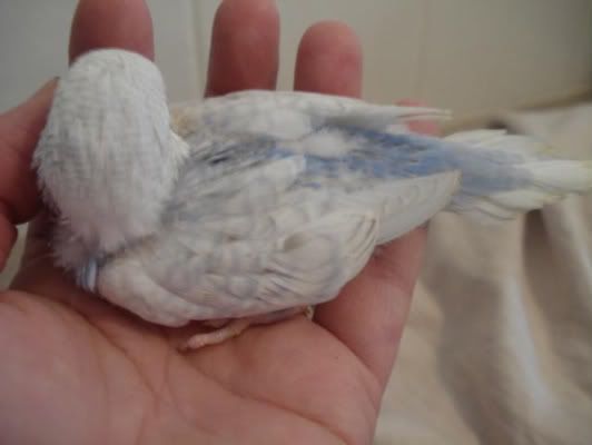 chick02-04.jpg