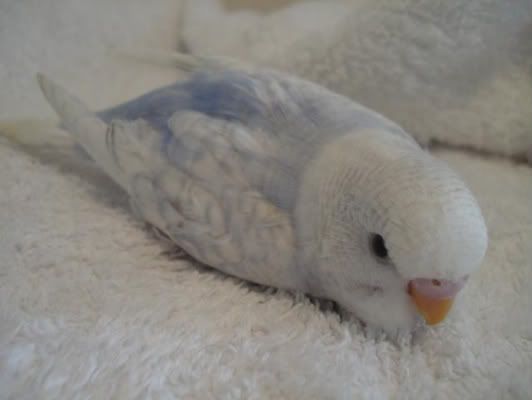 chick02-06.jpg
