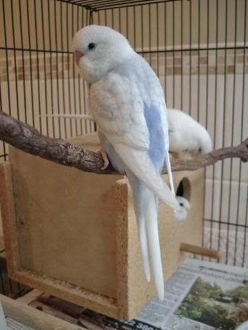 chick02-07.jpg