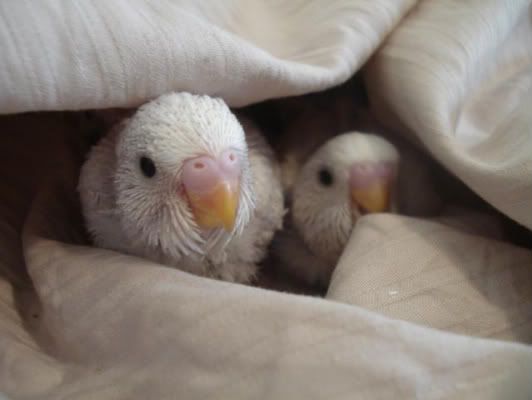 chick02and03.jpg