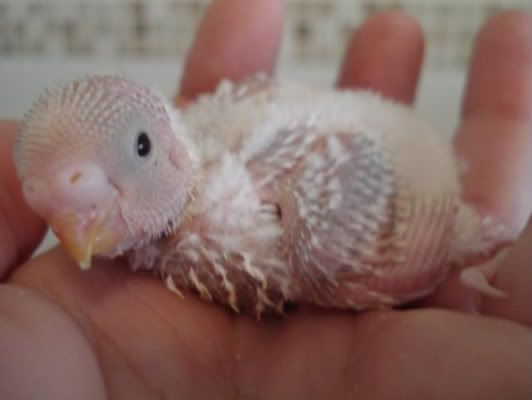 chick03-01.jpg