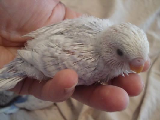 chick03-03.jpg