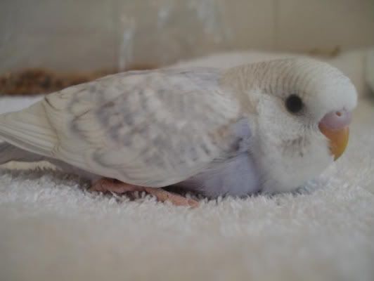 chick03-05.jpg