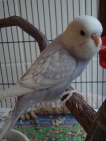 chick03-06.jpg