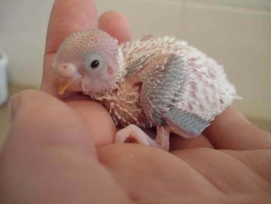 chick04-01.jpg