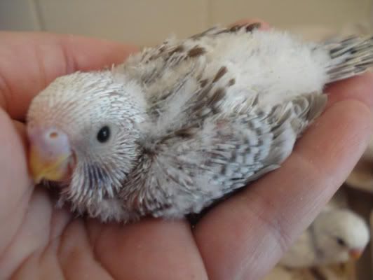 chick04-03.jpg