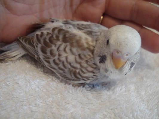 chick04-04.jpg