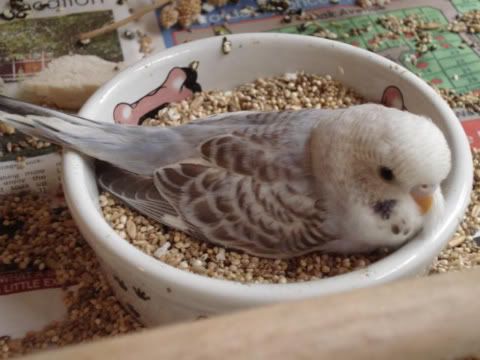 chick04-05.jpg