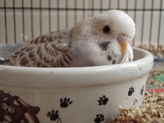 chick04-06.jpg