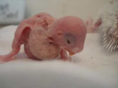 chick05-02.jpg