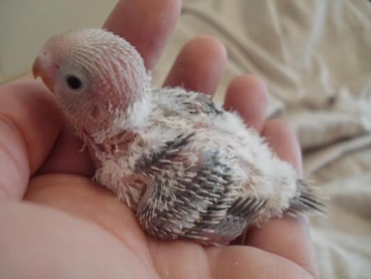 chick05-04.jpg