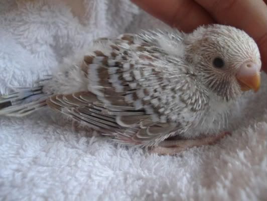chick05-05.jpg