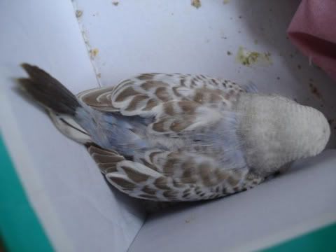 chick05-06.jpg
