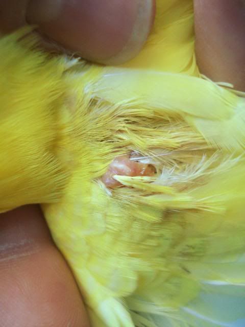 feathercyst002.jpg
