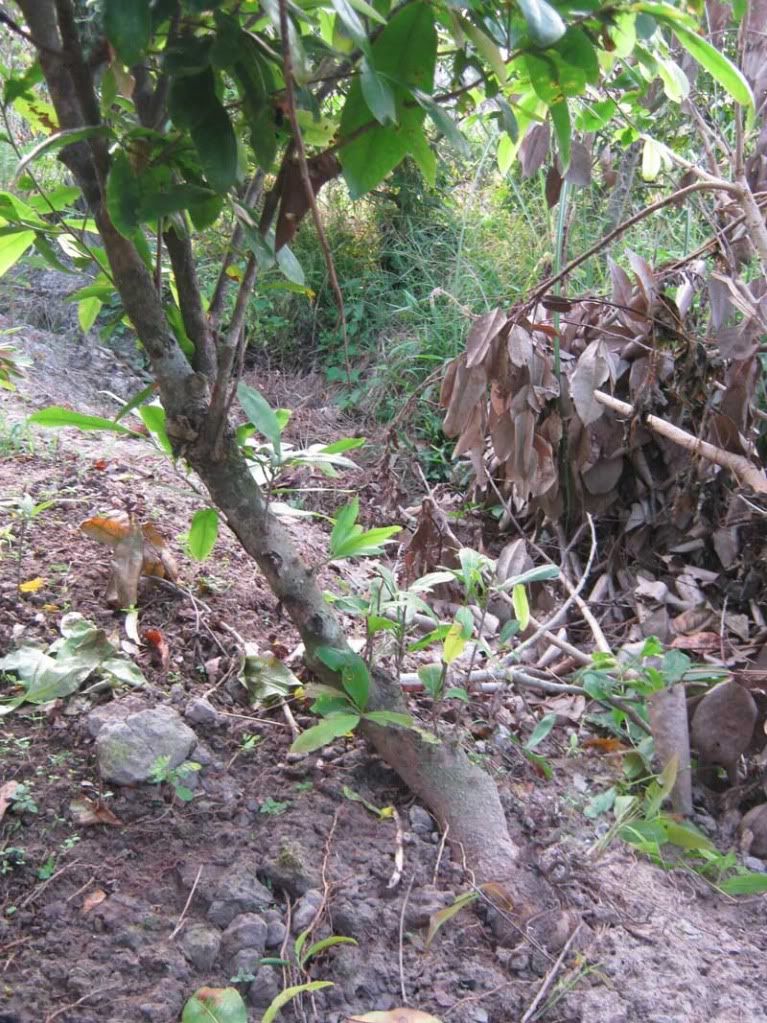 Tư vấn giúp em thế cây mai này