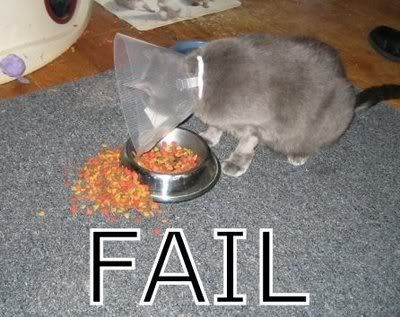 caturday-fail.jpg