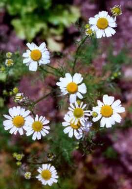 chamomile Pictures, Images and Photos