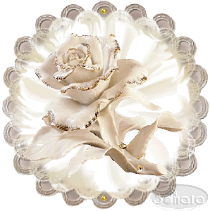 20porcleinrose2on20whitesonata.gif white roses image by doerakske1