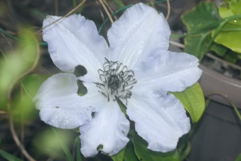 Clematis_3222.jpg