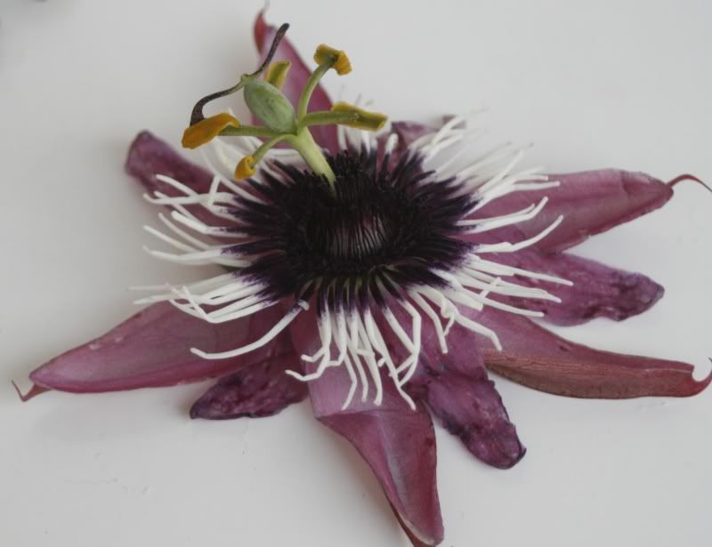 Passifloraxviolaceaatropurpurea1.jpg