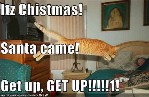 funny christmas photo: yay! funny-pictures-christmas-cat-wakeup.jpg