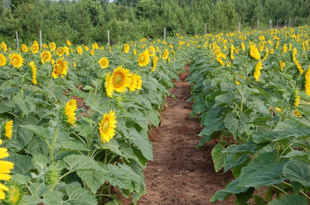 clearfield sunflower
