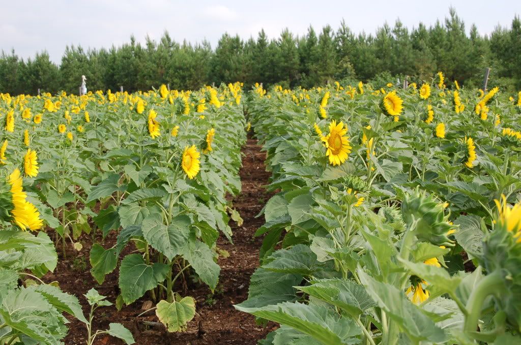 clearfield sunflower