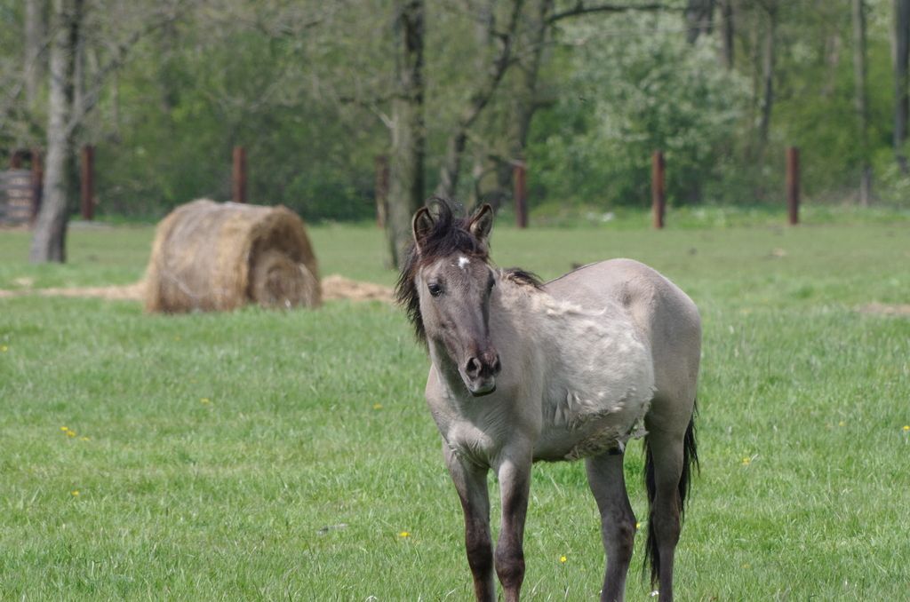 Obrazek