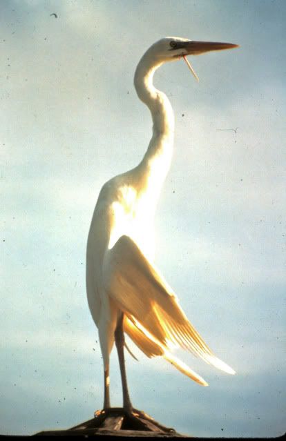 IMAGE: http://i465.photobucket.com/albums/rr20/CRDT4R/11-23-2009_002copy.jpg