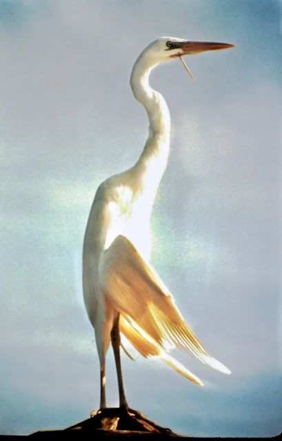 IMAGE: http://i465.photobucket.com/albums/rr20/CRDT4R/DadsBird.jpg