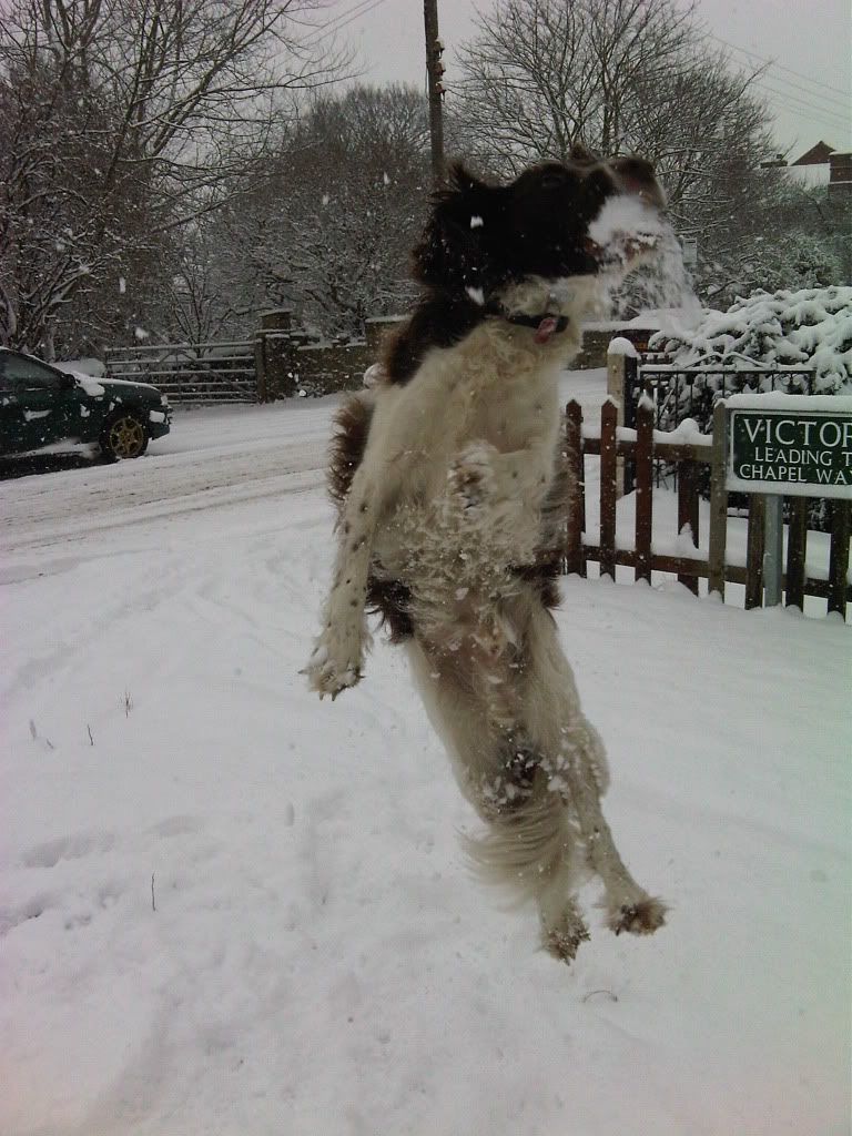 snowjan104.jpg