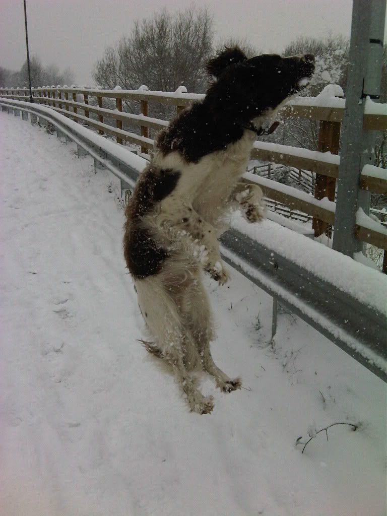 snowjan106.jpg