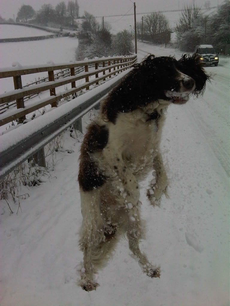 snowjan107.jpg