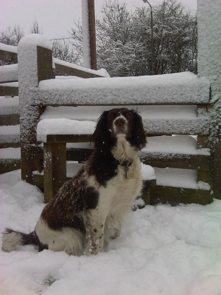 snowjan108.jpg
